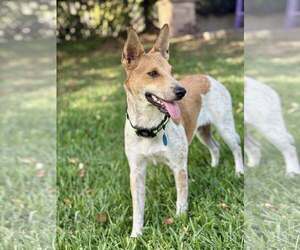 Mutt Dogs for adoption in Paso Robles, CA, USA