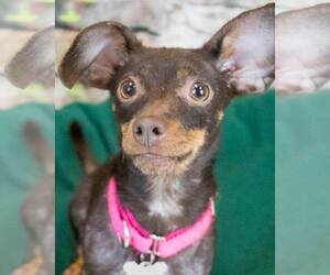 Chiweenie Dogs for adoption in Kennesaw, GA, USA
