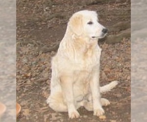 Great Pyrenees Dogs for adoption in Benton, AR, USA