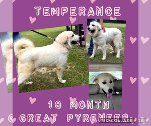 Great Pyrenees Dogs for adoption in Franklinton, LA, USA