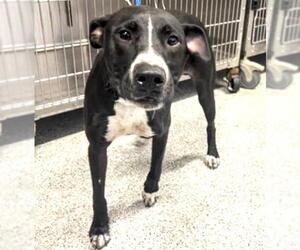 Labrador Retriever-Unknown Mix Dogs for adoption in Houston, TX, USA