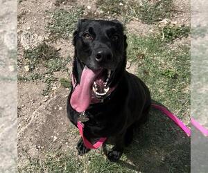 Labrador Retriever-Unknown Mix Dogs for adoption in San Antonio, TX, USA