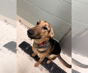 Mutt Dogs for adoption in Webster, WI, USA