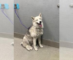 Huskies -Unknown Mix Dogs for adoption in Las Vegas, NV, USA