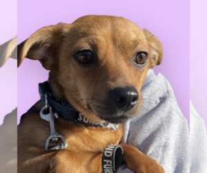 Chihuahua-Unknown Mix Dogs for adoption in Rockville, MD, USA