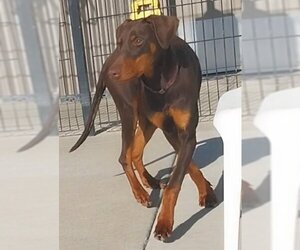 Doberman Pinscher Dogs for adoption in Sacramento, CA, USA