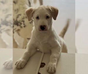 Great Pyrenees-Unknown Mix Dogs for adoption in Dana Point, CA, USA