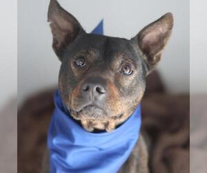 Mutt Dogs for adoption in San Antonio, TX, USA