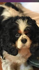Cavalier King Charles Spaniel Dogs for adoption in Tyler, TX, USA