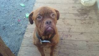 Dogue de Bordeaux Dogs for adoption in Harriman, TN, USA