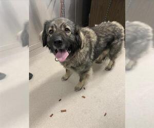 Anatolian Shepherd-Unknown Mix Dogs for adoption in Fairbanks, AK, USA
