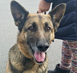 German Shepherd Dog-Unknown Mix Dogs for adoption in Sunnyvale, CA, USA