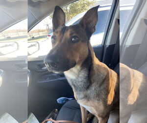 German Shepherd Dog-Unknown Mix Dogs for adoption in New Orleans, LA, USA