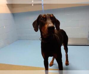 Doberman Pinscher-Unknown Mix Dogs for adoption in Moreno Valley, CA, USA