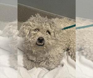 Poodle (Miniature)-Unknown Mix Dogs for adoption in Las Vegas, NV, USA