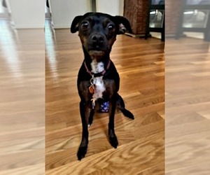 Chipin Dogs for adoption in Spring Lake, NC, USA