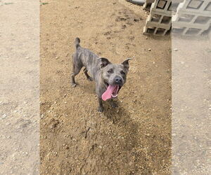 Mutt Dogs for adoption in Maquoketa, IA, USA