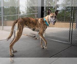 - Mix Dogs for adoption in Denver, CO, USA