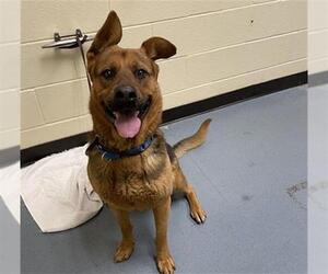 German Shepherd Dog-Unknown Mix Dogs for adoption in Denver, CO, USA