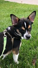 Chi-Corgi Dogs for adoption in Littleton, CO, USA