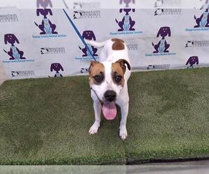 American Pit Bull Terrier-Unknown Mix Dogs for adoption in Orlando, FL, USA
