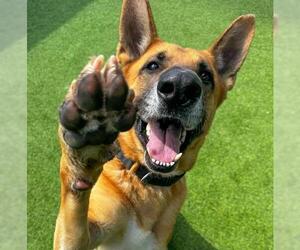 German Shepherd Dog Dogs for adoption in Camarillo, CA, USA