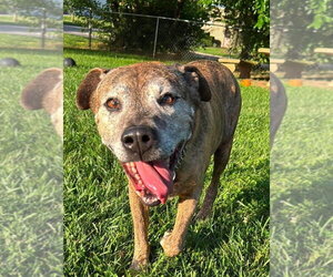 Labrador Retriever-Unknown Mix Dogs for adoption in Richmond, IN, USA
