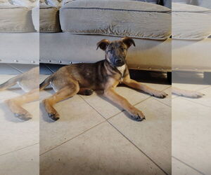 Mutt Dogs for adoption in The Woodlands, TX, USA