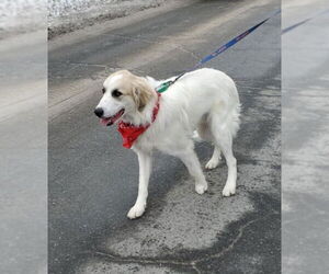 Great Pyrenees-Unknown Mix Dogs for adoption in Croydon, NH, USA