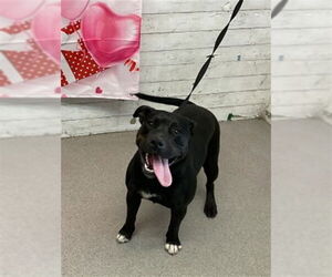 Mutt Dogs for adoption in San Bernardino, CA, USA