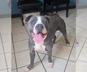 American Pit Bull Terrier Dogs for adoption in DuQuoin, IL, USA