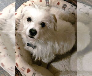 Mutt Dogs for adoption in Corona, CA, USA