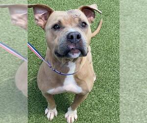 American Pit Bull Terrier Dogs for adoption in Fayetteville, NC, USA