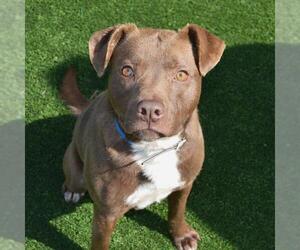 American Pit Bull Terrier-Labrador Retriever Mix Dogs for adoption in Murfreesboro, TN, USA