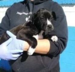 Medium Photo #1 Labrador Retriever Puppy For Sale in Danbury, CT, USA