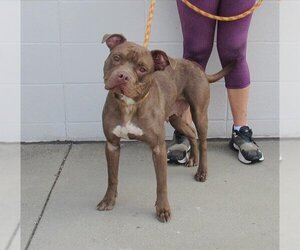 American Pit Bull Terrier Dogs for adoption in Louisville, KY, USA