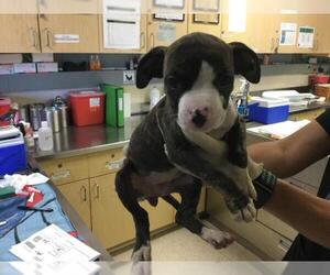 Boxer Dogs for adoption in Riverside, CA, USA