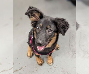 German Shepherd Dog-Unknown Mix Dogs for adoption in Minneapolis, MN, USA