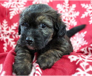 Dachshund-Unknown Mix Dogs for adoption in Weston, FL, USA