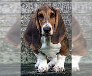 Basset Hound Dogs for adoption in Deepwater, NJ, USA