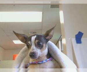 Rat Terrier Dogs for adoption in Sacramento, CA, USA
