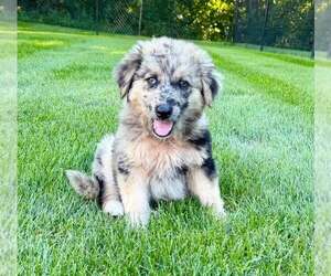 Australian Shepherd-Unknown Mix Dogs for adoption in Plainfield, IL, USA