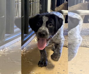 Labrador Retriever-Unknown Mix Dogs for adoption in Woodland, CA, USA