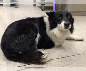 Border Collie-Unknown Mix Dogs for adoption in Riverside, CA, USA