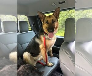 German Shepherd Dog Dogs for adoption in Mt. Airy, MD, USA