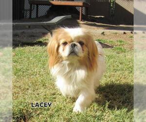 Japanese Chin Dogs for adoption in Lindsay, CA, USA