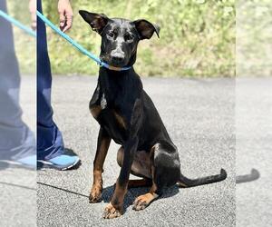 German Shepherd Dog Dogs for adoption in Canfield, OH, USA