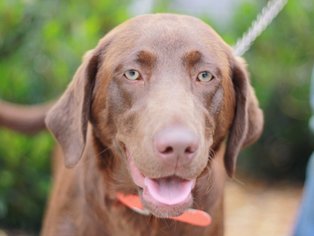 Labrador Retriever Dogs for adoption in Cookeville, TN, USA