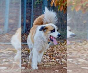 Saint Bernard Dogs for adoption in Penngrove, CA, USA