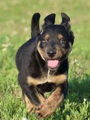 Labrottie Dogs for adoption in Forreston, TX, USA